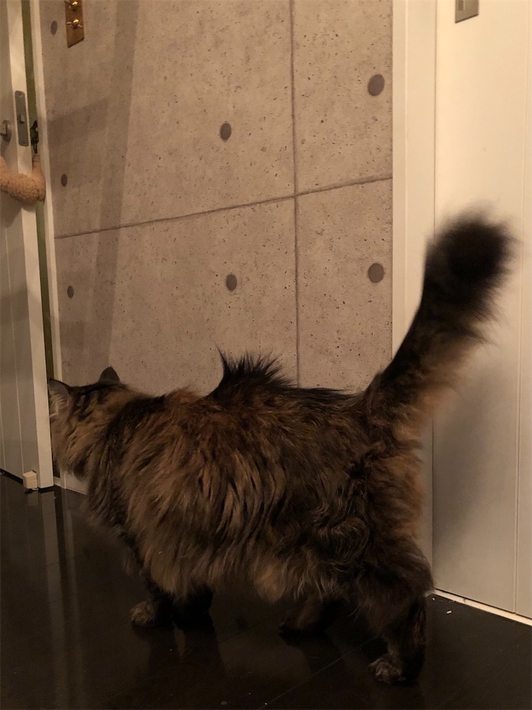 f:id:green3lk:20210519075104j:image