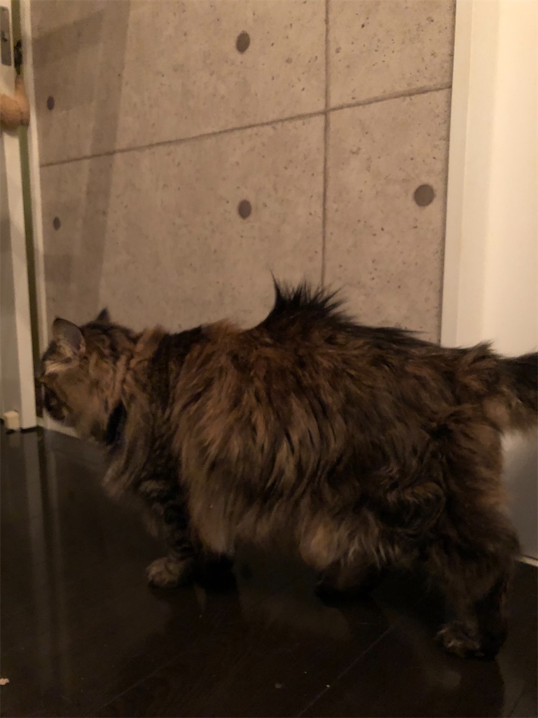 f:id:green3lk:20210519080026j:image