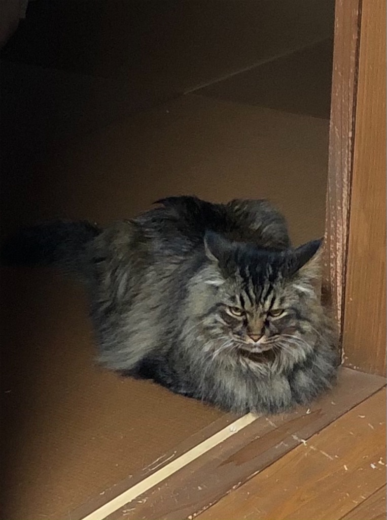 f:id:green3lk:20210525075603j:image