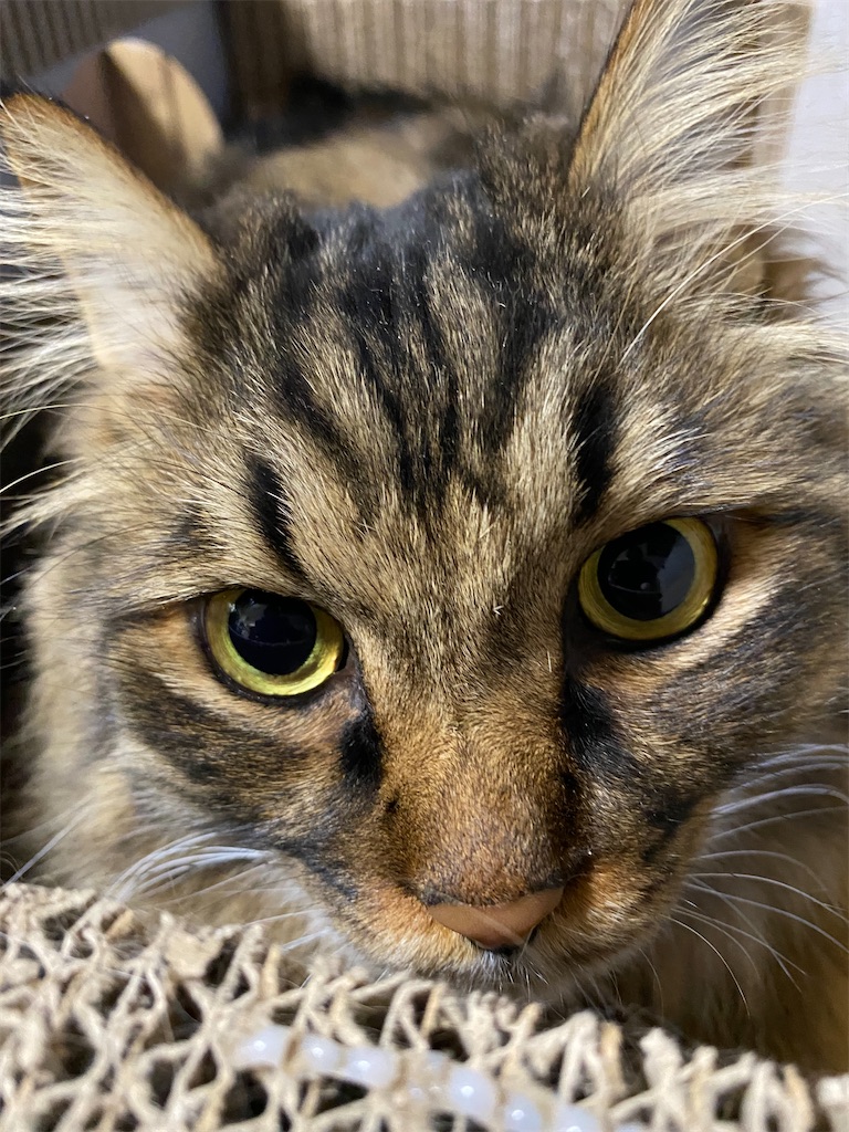 f:id:green3lk:20211231174907j:image