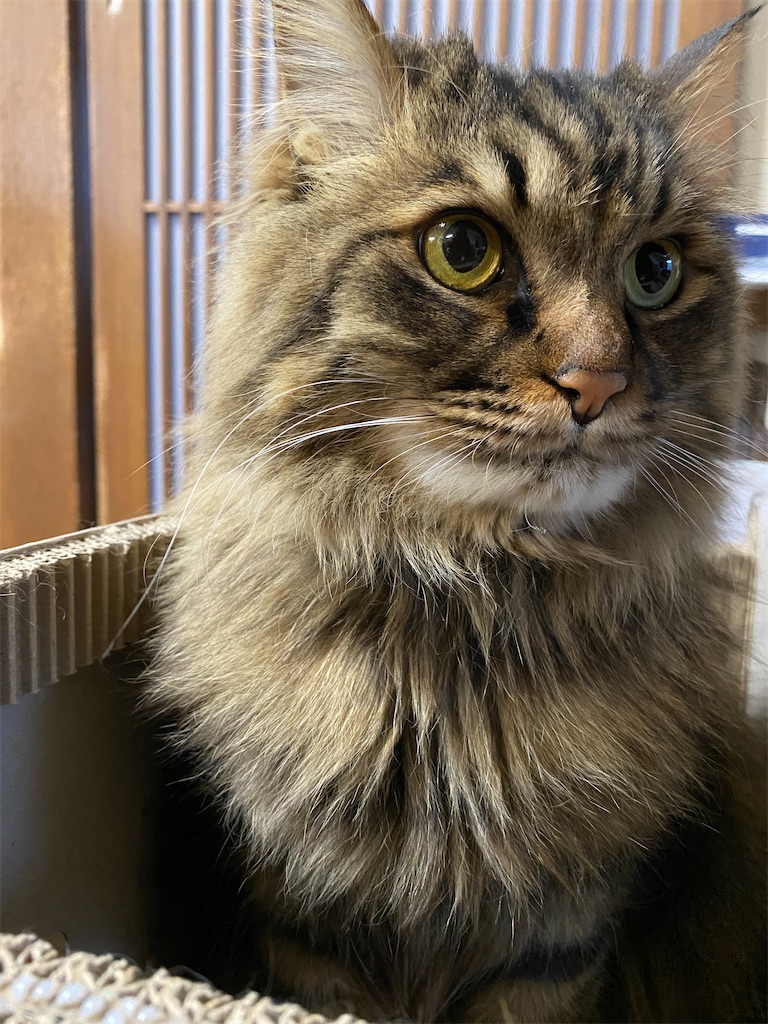 f:id:green3lk:20211231174924j:image