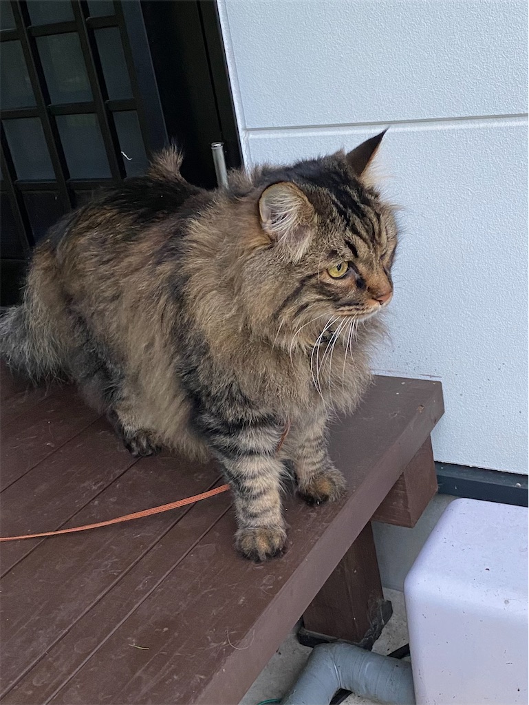 f:id:green3lk:20220520074545j:image