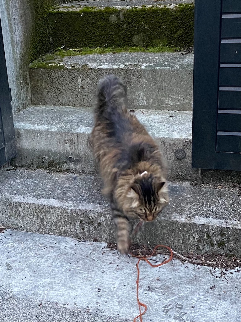 f:id:green3lk:20220520074801j:image