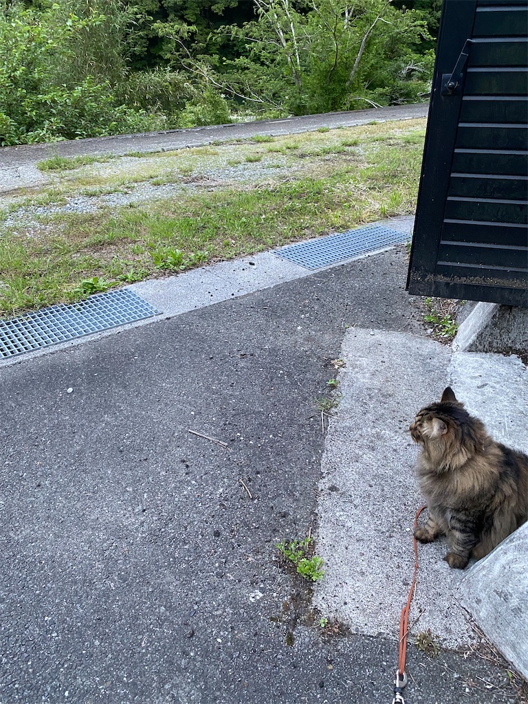 f:id:green3lk:20220520075139j:image