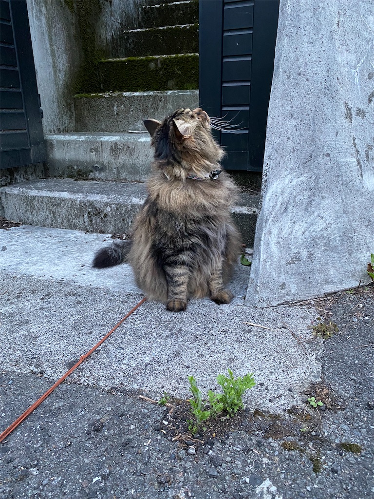 f:id:green3lk:20220520075450j:image