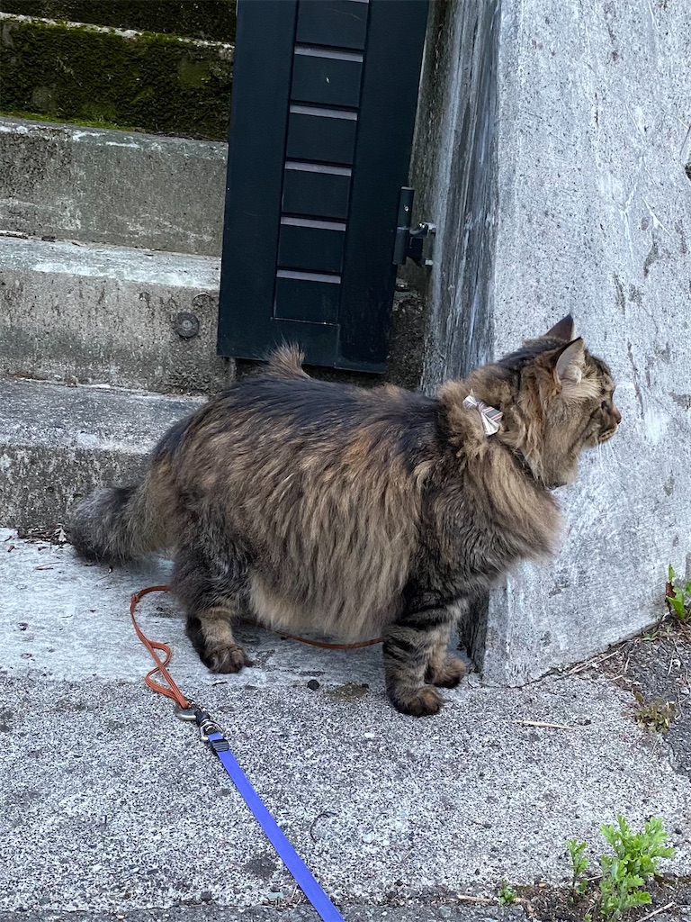 f:id:green3lk:20220520075708j:image