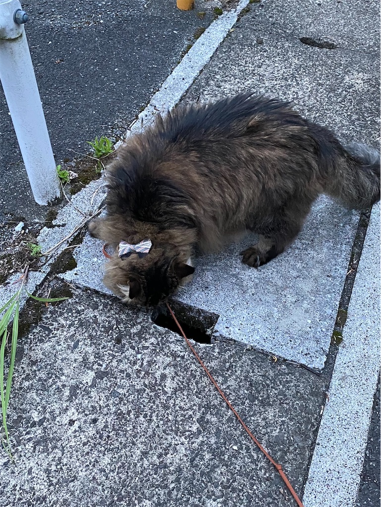 f:id:green3lk:20220520075844j:image