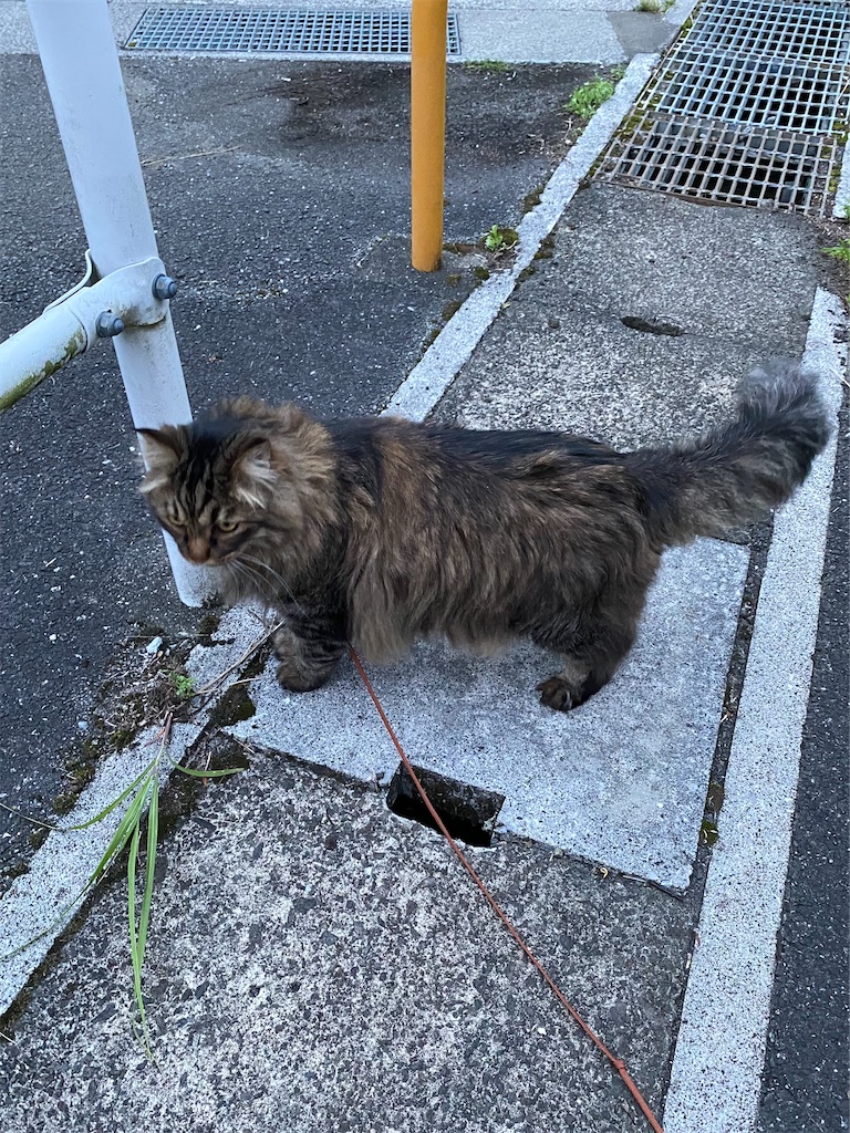 f:id:green3lk:20220520080213j:image