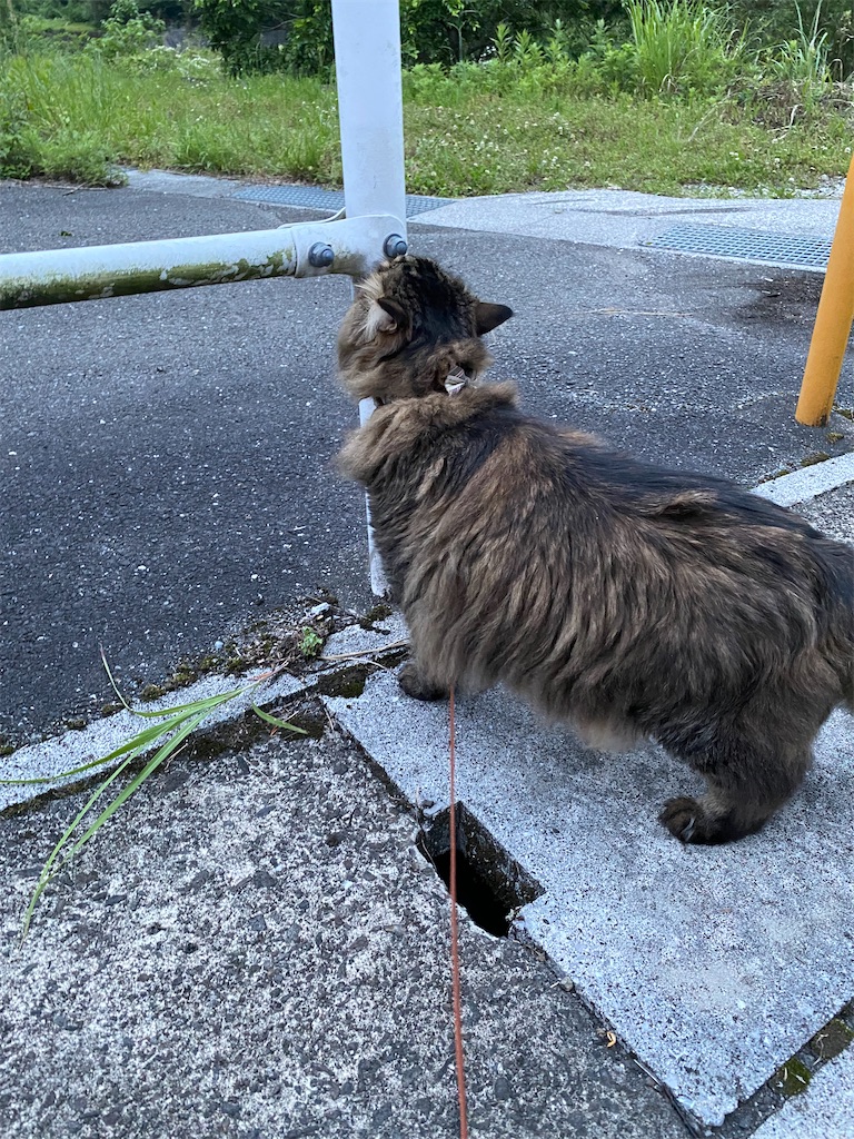 f:id:green3lk:20220520080249j:image