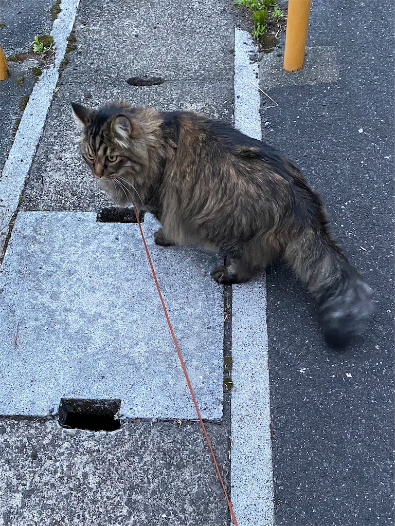 f:id:green3lk:20220520080434j:image