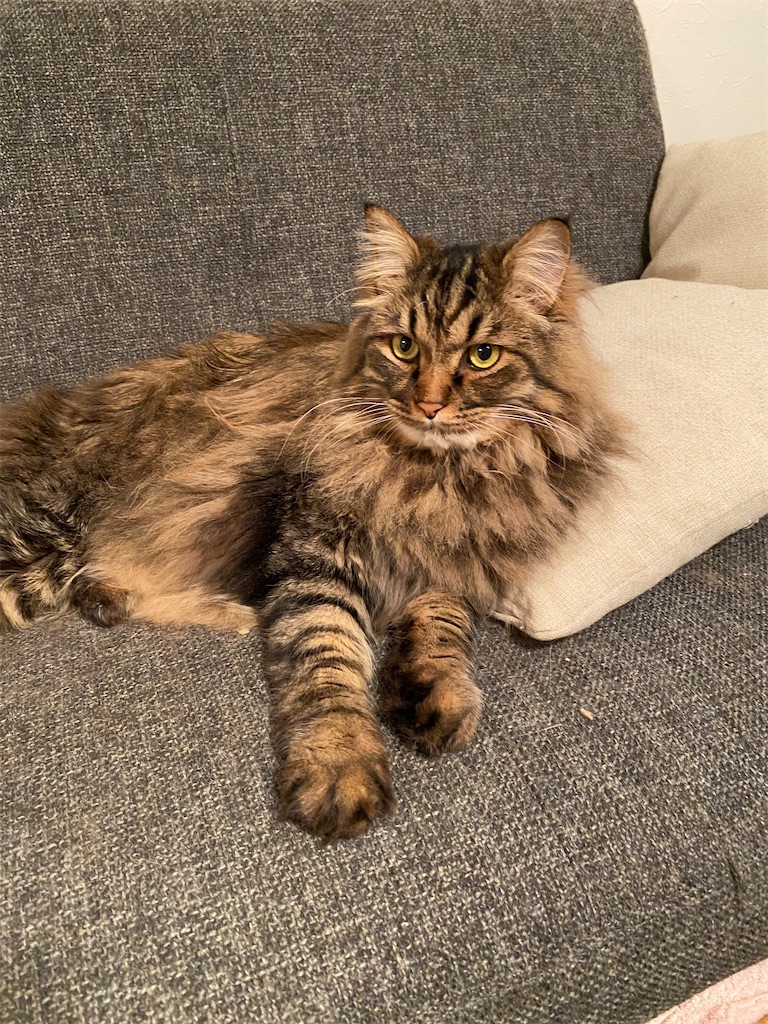 f:id:green3lk:20220603072006j:image