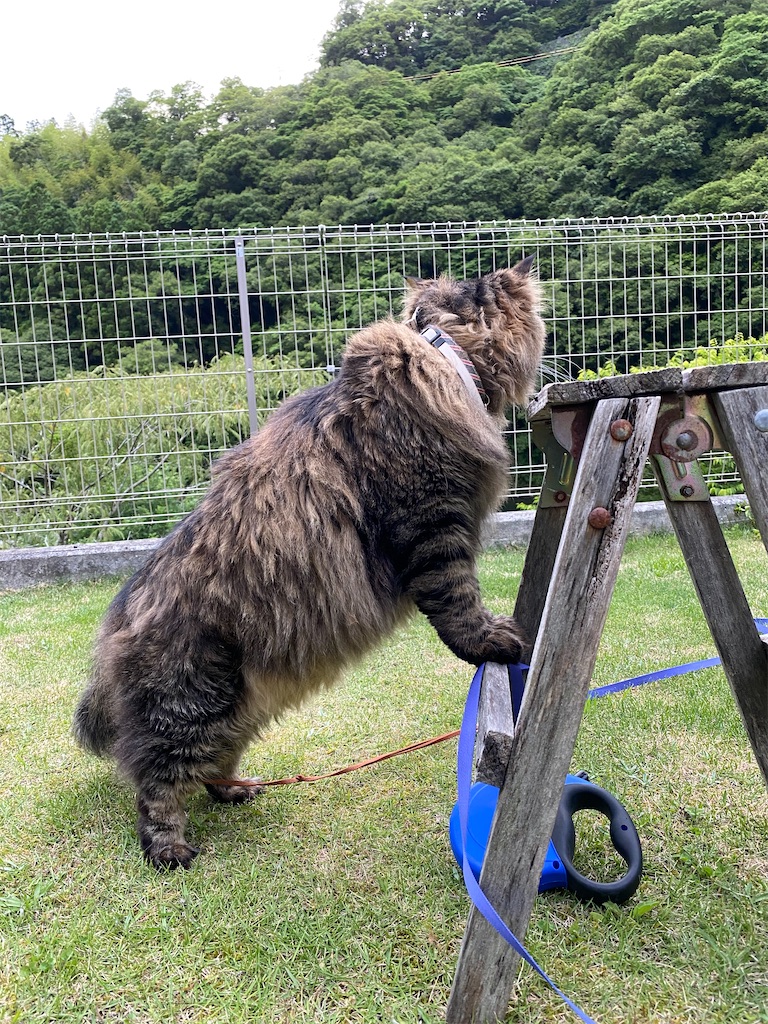 f:id:green3lk:20220609080243j:image