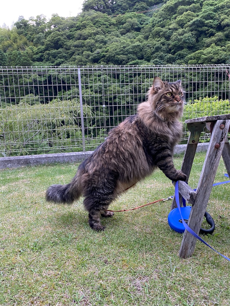 f:id:green3lk:20220609080748j:image