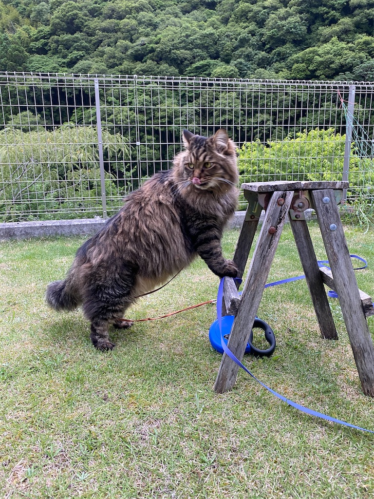 f:id:green3lk:20220609081130j:image