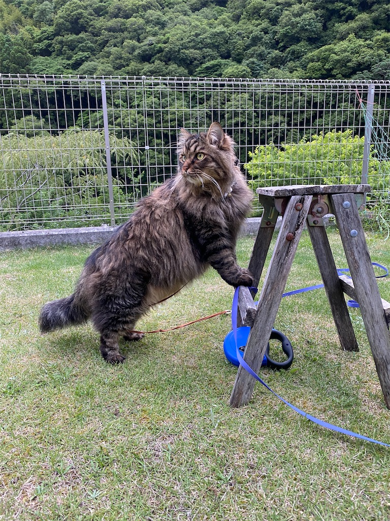 f:id:green3lk:20220609081158j:image