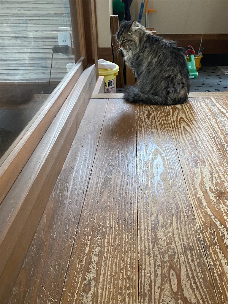 f:id:green3lk:20220616074452j:image