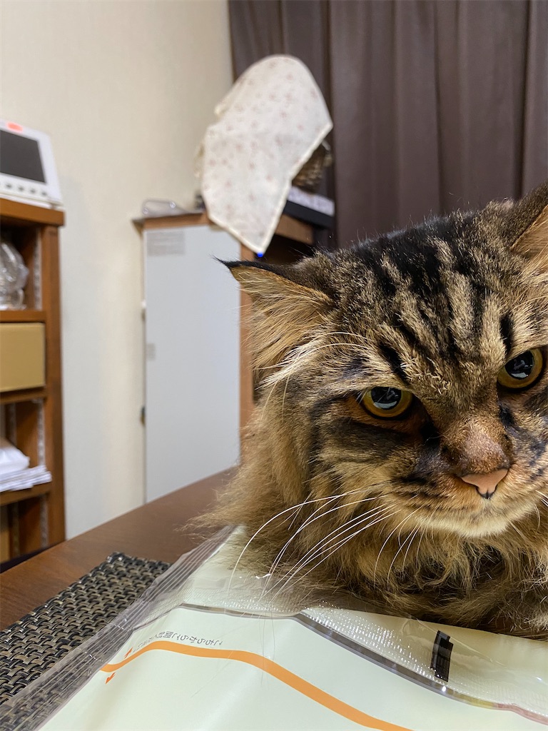 f:id:green3lk:20220705074945j:image