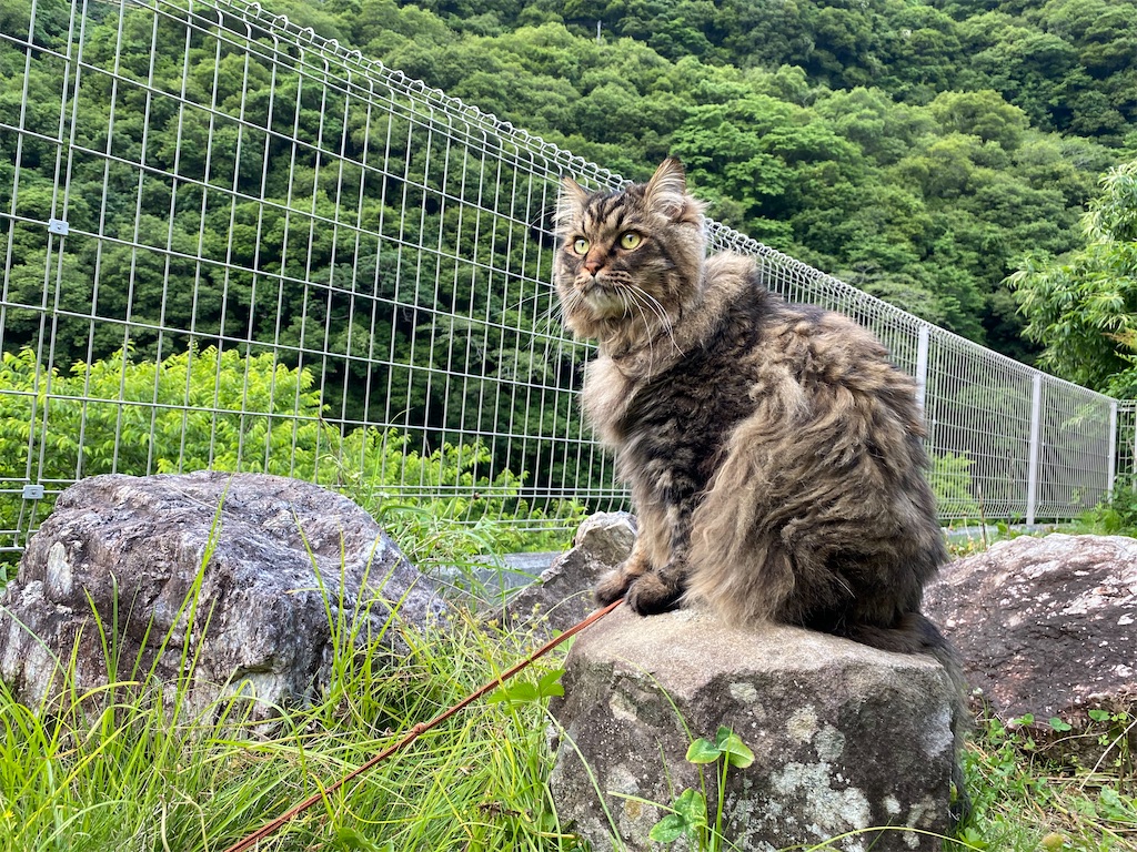 f:id:green3lk:20220707074854j:image