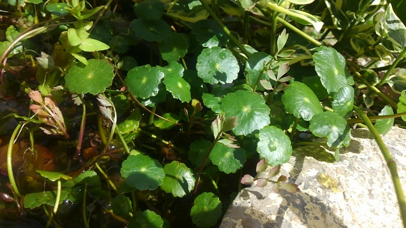 f:id:green50:20170412095320j:plain f:id:green50:20170412095320j:plain