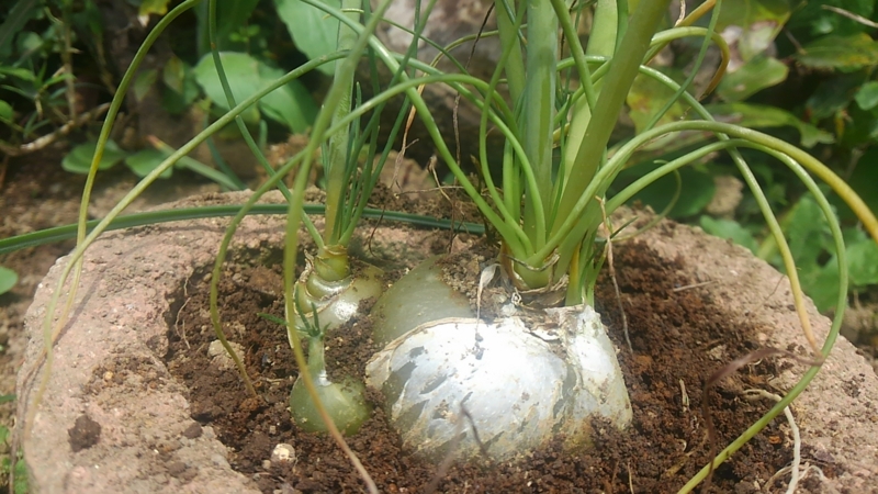 多肉オーニソガラム モナミの庭からパート２