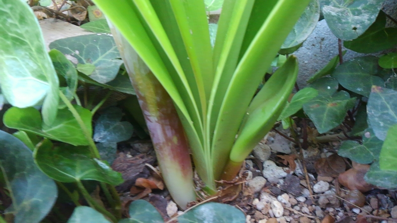 f:id:green50:20170523091414j:plain f:id:green50:20170523091414j:plain