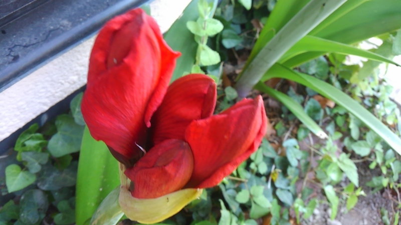 f:id:green50:20170523091556j:plain f:id:green50:20170523091556j:plain