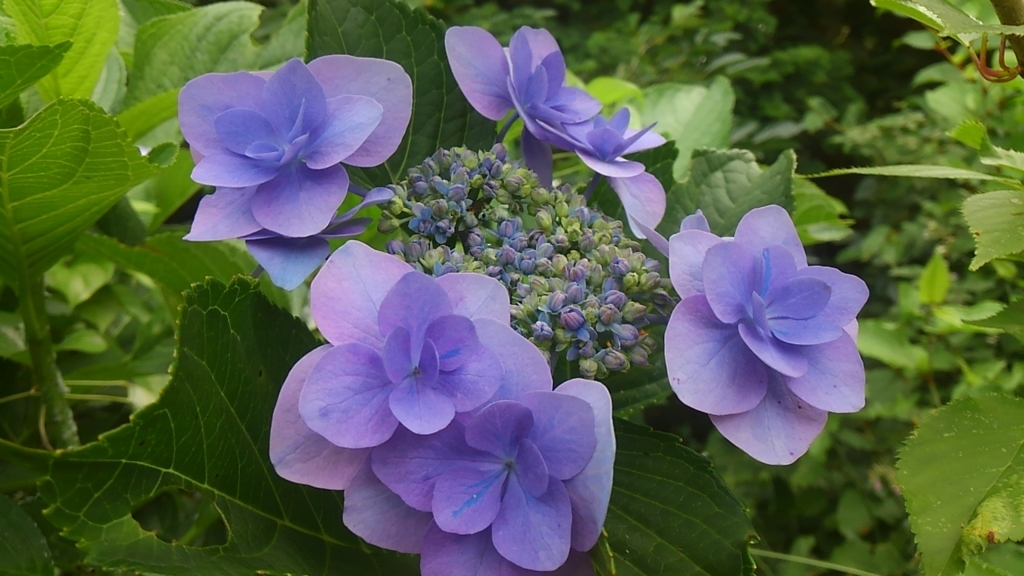 f:id:green50:20170702154114j:plain f:id:green50:20170702154114j:plain