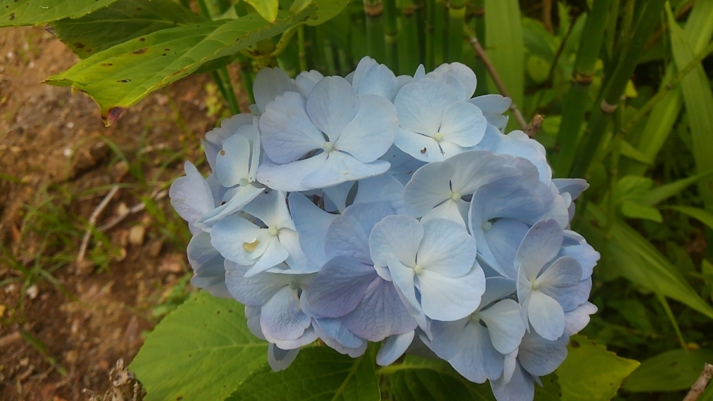 f:id:green50:20170702154125j:plain f:id:green50:20170702154125j:plain