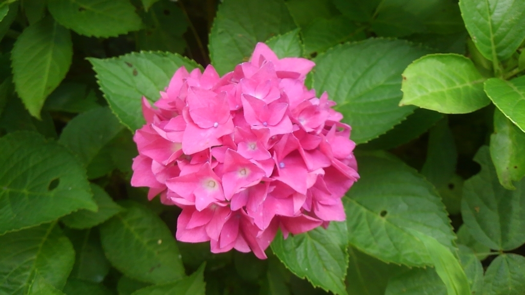 f:id:green50:20170702154616j:plain f:id:green50:20170702154616j:plain
