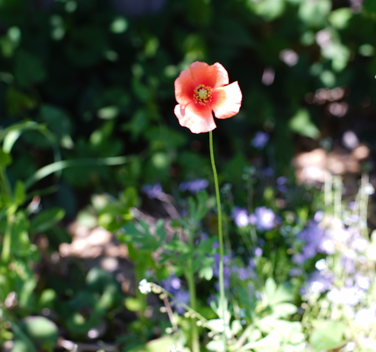 f:id:greenarchi:20200430153418j:plain