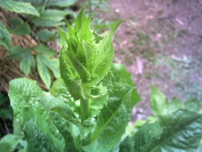 f:id:greenbaaba:20100627152824j:image:w250:left