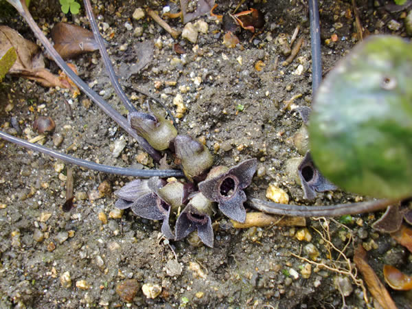 f:id:greenbaaba:20120122214543j:image:w262 f:id:greenbaaba:20120122214543j:image:w262