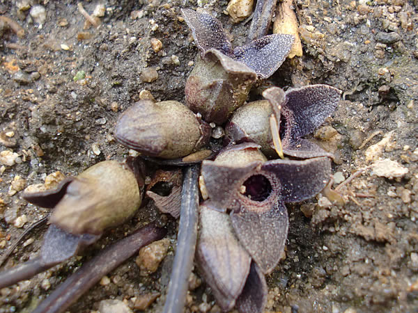 f:id:greenbaaba:20120122214544j:image:w262 f:id:greenbaaba:20120122214544j:image:w262