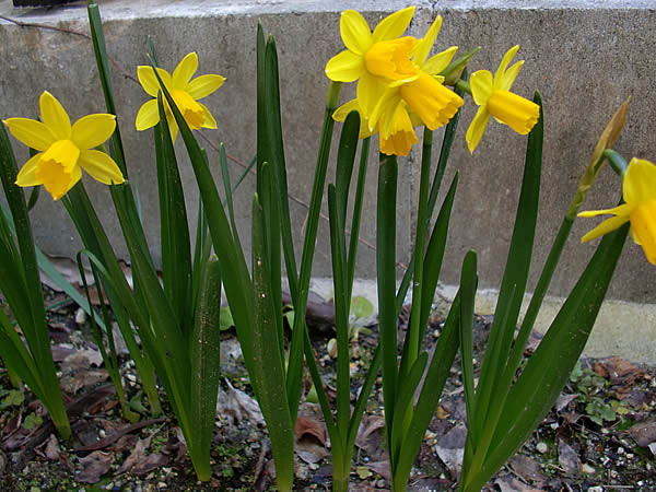 f:id:greenbaaba:20120330002308j:image:w173 f:id:greenbaaba:20120330002308j:image:w173