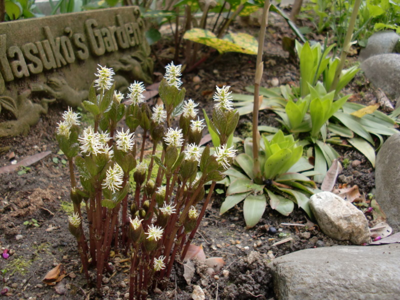 f:id:greenbaaba:20120416074240j:image:h152 f:id:greenbaaba:20120416074240j:image:h152