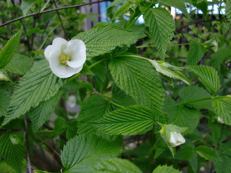 f:id:greenbaaba:20120418073708j:image:w173 f:id:greenbaaba:20120418073708j:image:w173