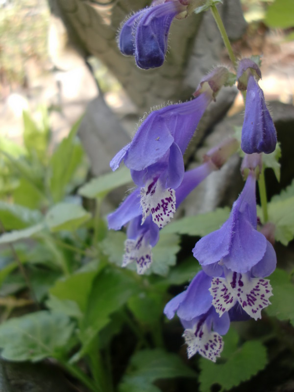 f:id:greenbaaba:20120419080824j:image:h152 f:id:greenbaaba:20120419080824j:image:h152