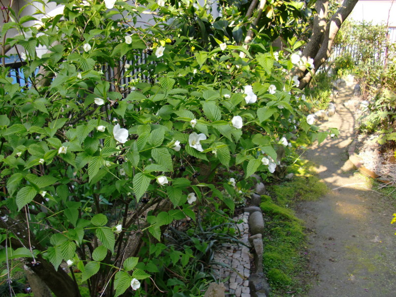 f:id:greenbaaba:20120419080914j:image:w173 f:id:greenbaaba:20120419080914j:image:w173