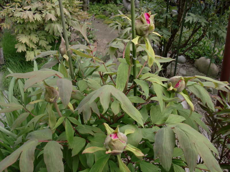 f:id:greenbaaba:20120419143530j:image:h152 f:id:greenbaaba:20120419143530j:image:h152