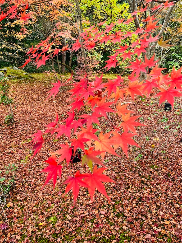 f:id:greencafe22:20201122214135j:image