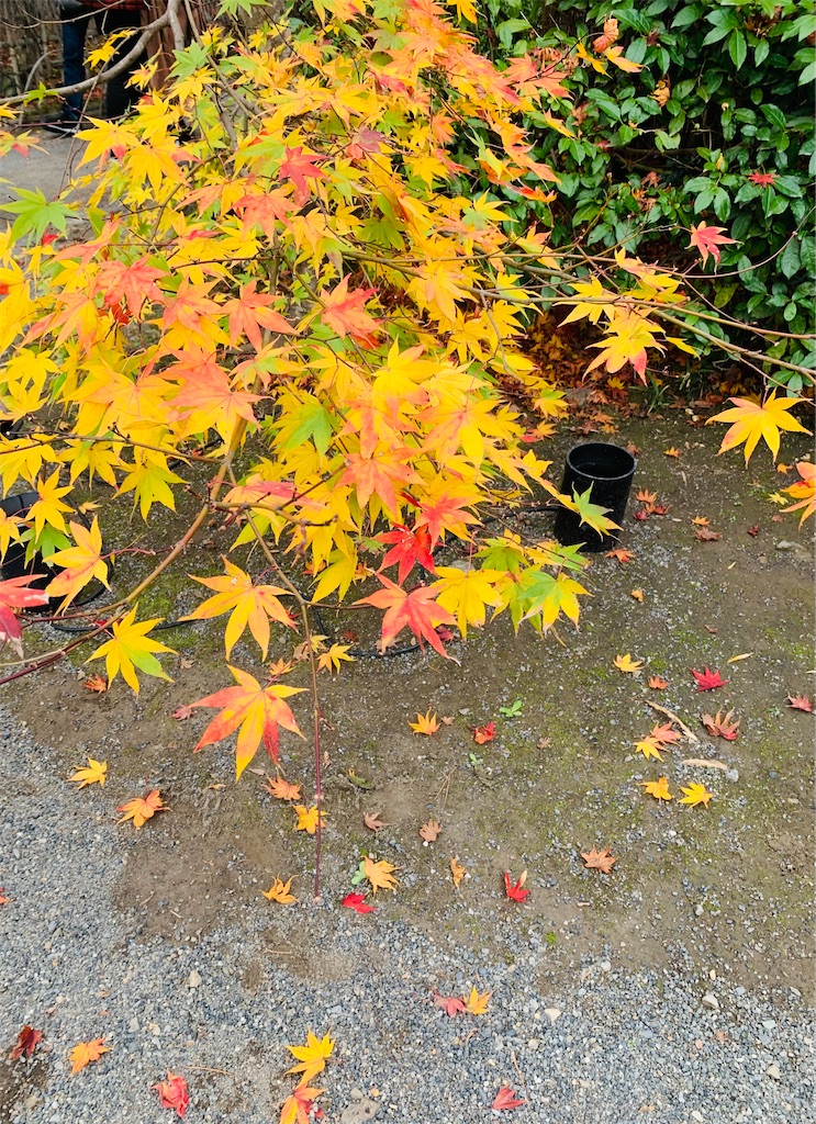 f:id:greencafe22:20201122214223j:image