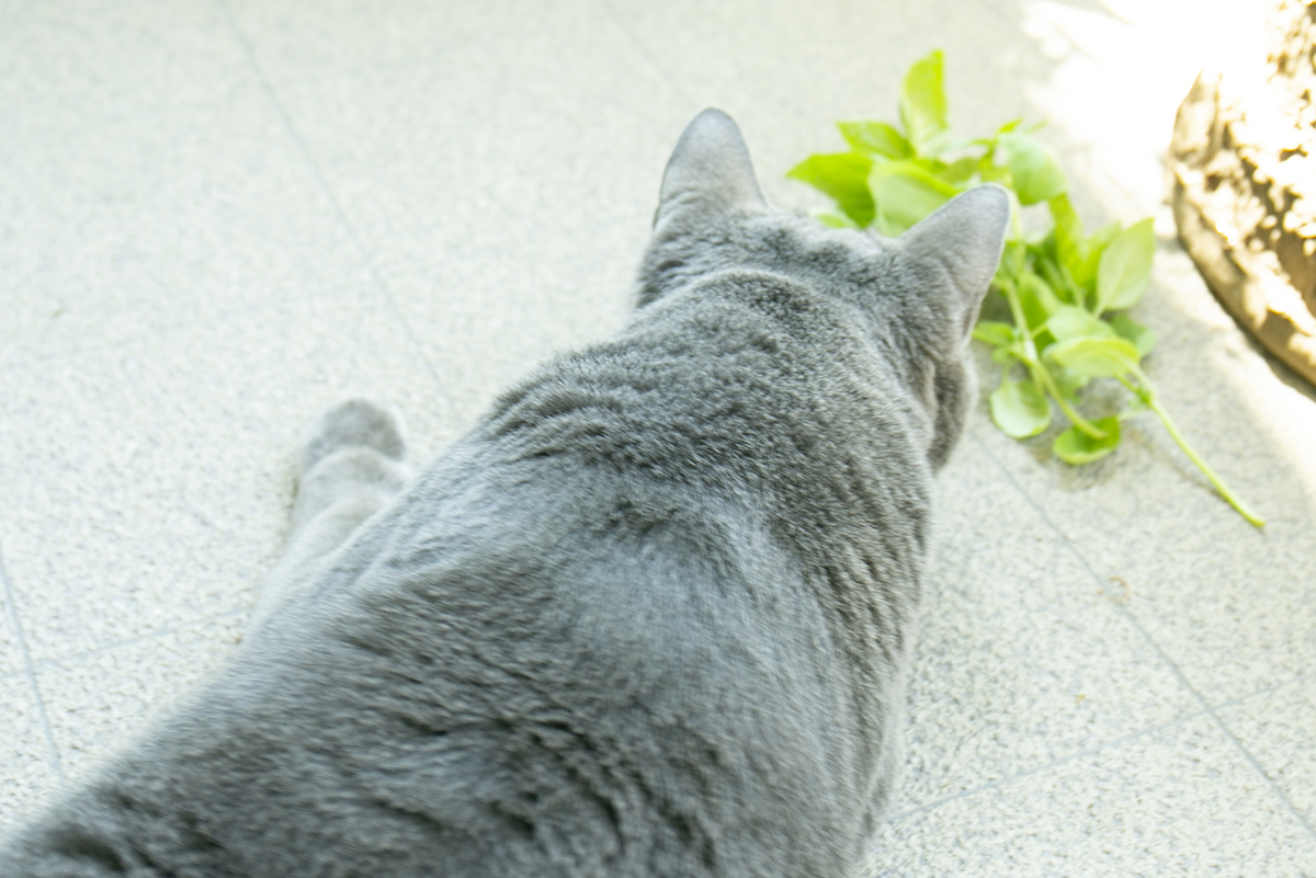 f:id:greencats:20210730122218j:plain