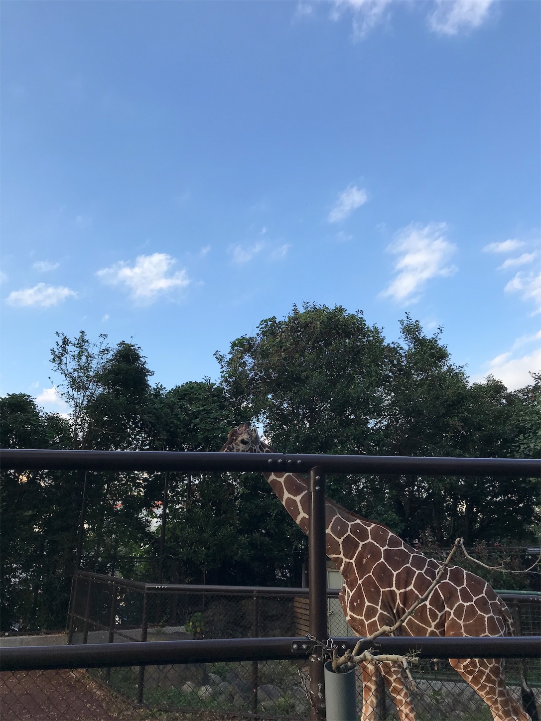 f:id:greencotton:20191118133516j:image f:id:greencotton:20191118133516j:image
