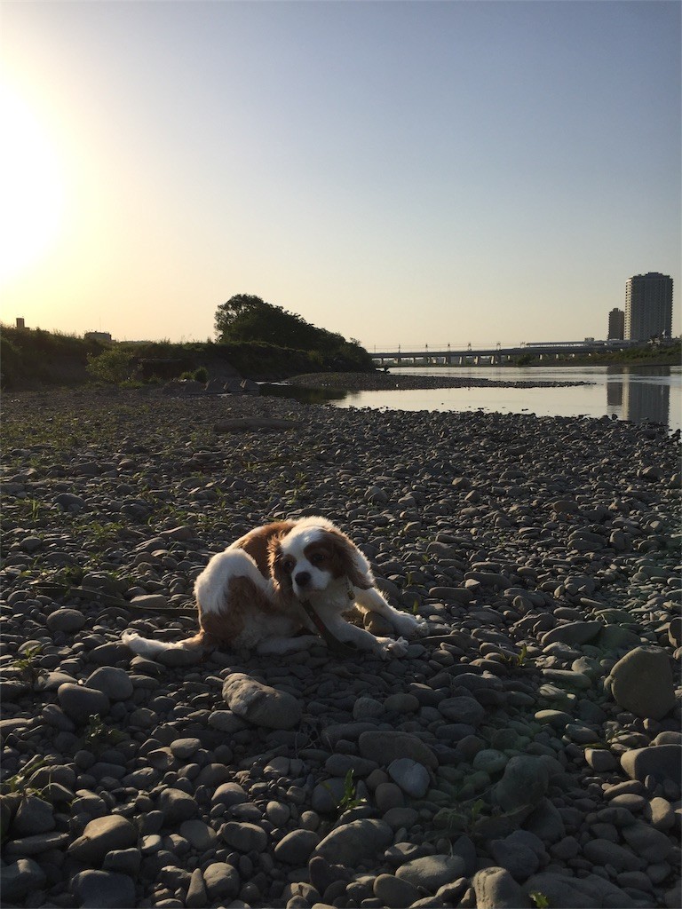 f:id:greenfuse:20180503165308j:image