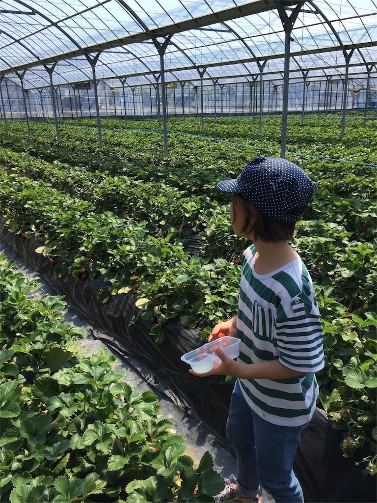 f:id:greenfuse:20180609142805j:image