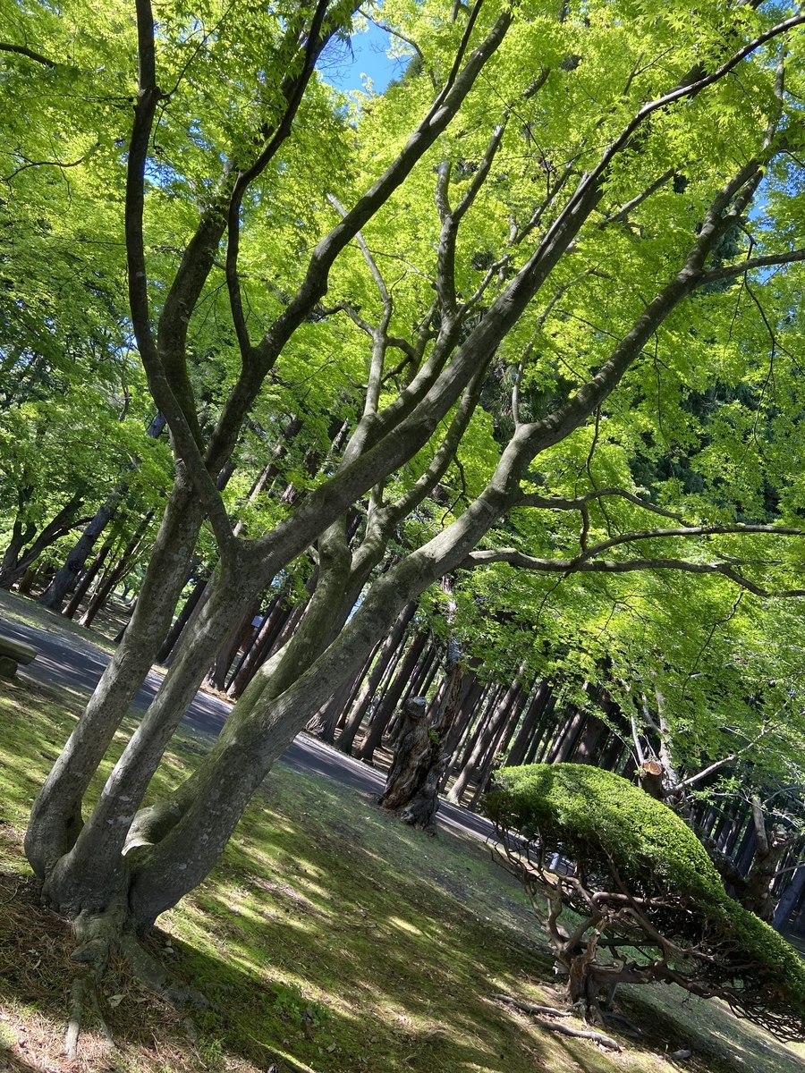 f:id:greengables182:20200531122901j:plain