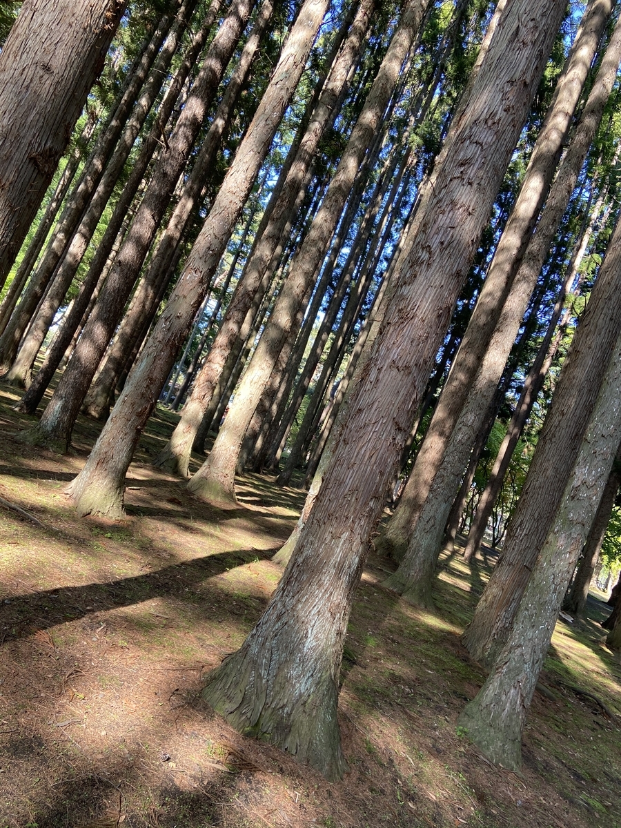 f:id:greengables182:20200531123235j:plain