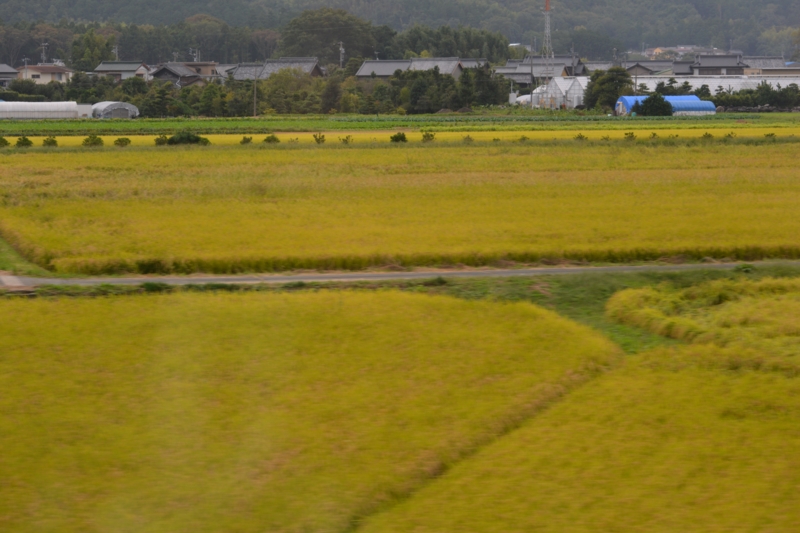 f:id:greengreengrass:20141113070632j:plain f:id:greengreengrass:20141113070632j:plain