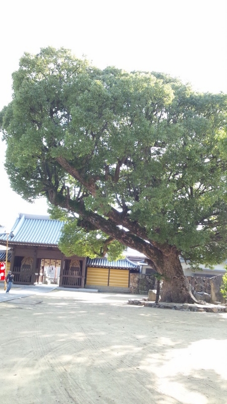 f:id:greengreengrass:20150221071546j:plain