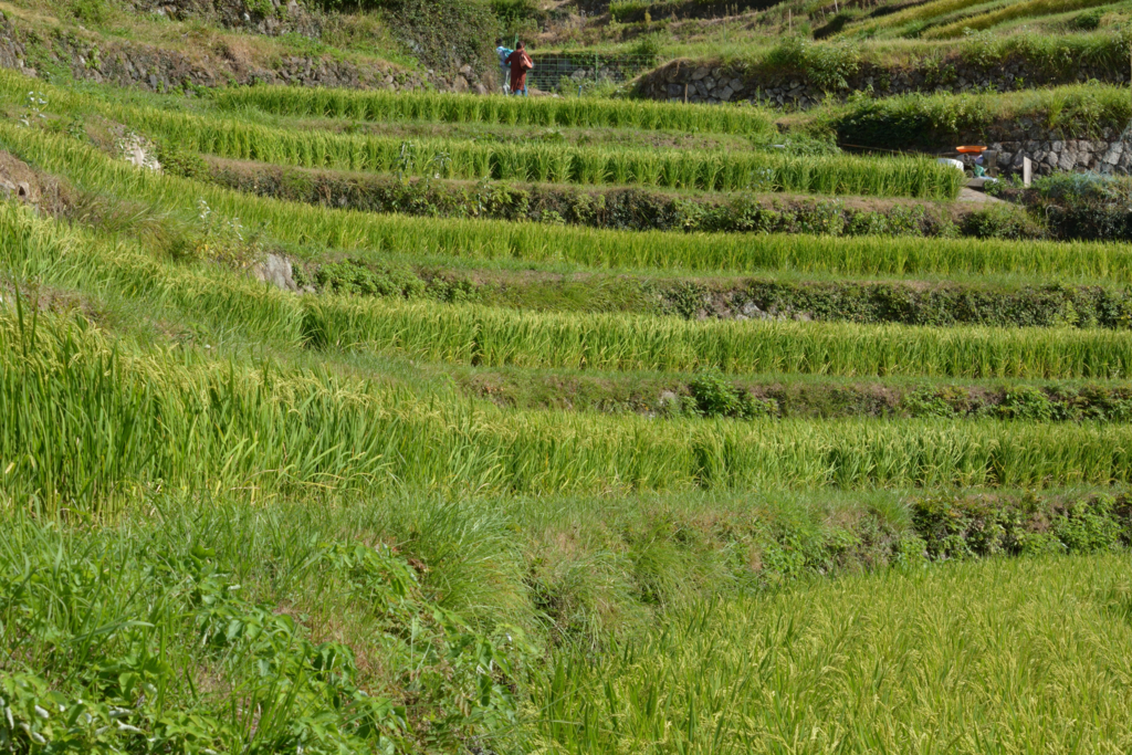 f:id:greengreengrass:20160907071809j:plain f:id:greengreengrass:20160907071809j:plain